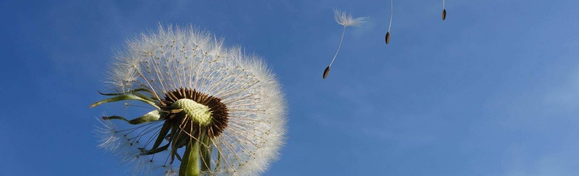 dandelion-463928_1920